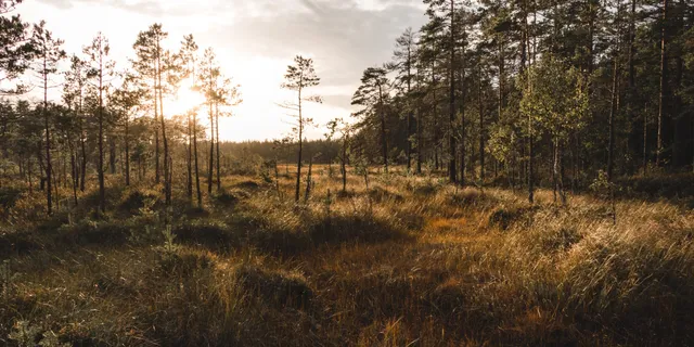 Schwedischer Wald