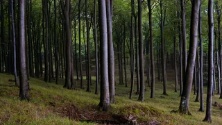 Buchenbaum Wald