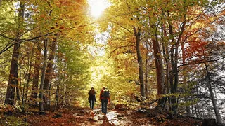 Zwei Menschen gehen mit einem Hund im Herbstwald spazieren