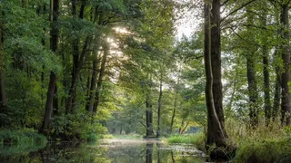 Camping Spreewald: Sunlight shines through Baeume at the Spree