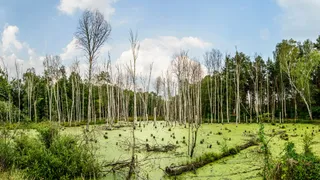 Moor in the Spreewald with dead Baeumen