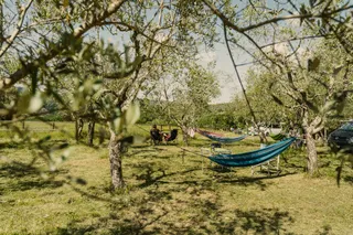 Camp Apicorno in Tuscany: Campervans and hammock under olive trees