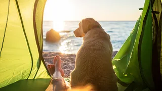 Ein Hund schaut aufs Meer aus einem Zelt heraus