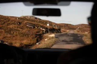 A sheep stands on the edge of a Scottish road.