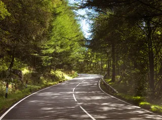 Free road leads through green forest piece