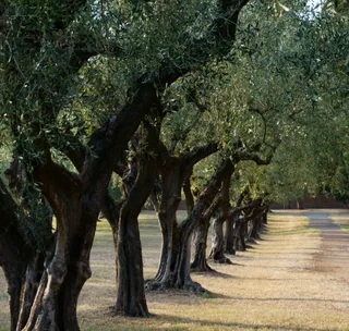 Olive trees on the campsite on Lake Garda in Italy